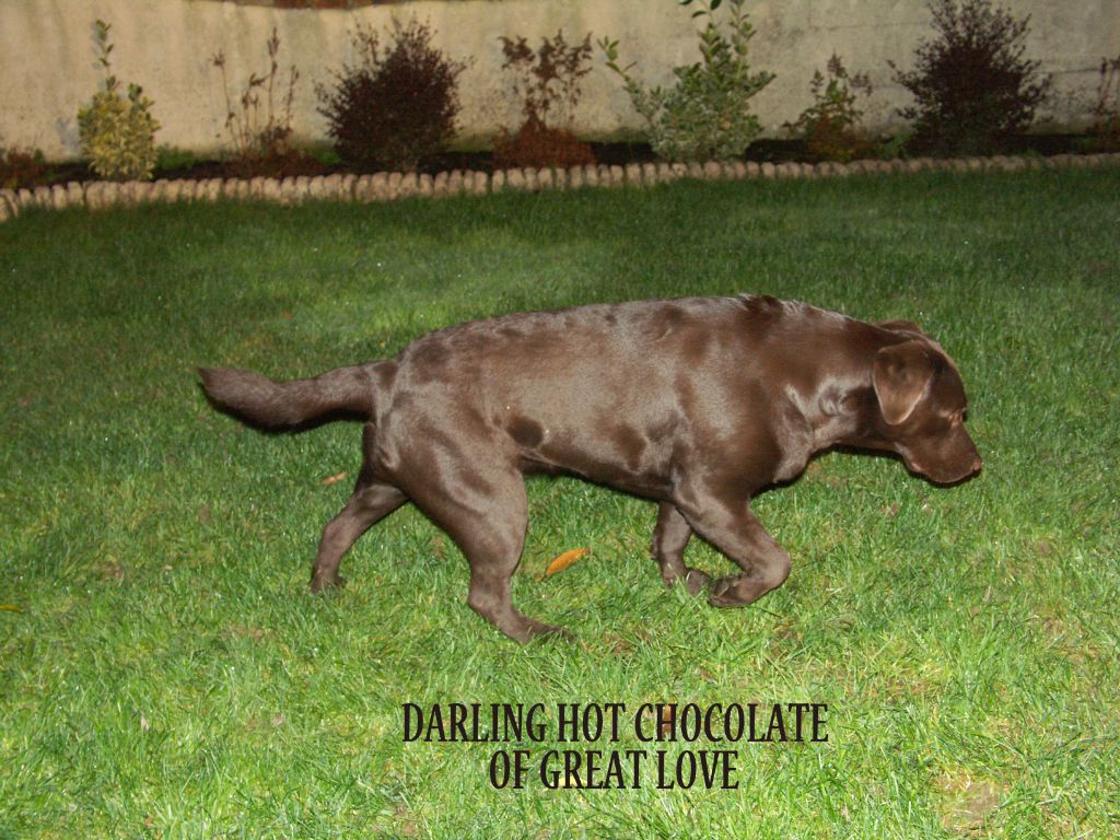 Darling Chocolate Of The Dona Cottage