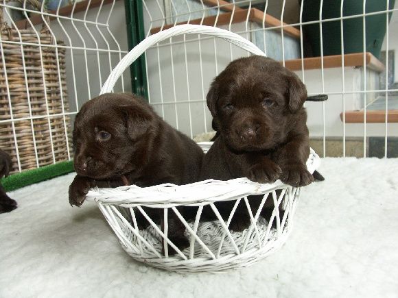 Chocolate Of The Dona Cottage - Chiot disponible  - Labrador Retriever