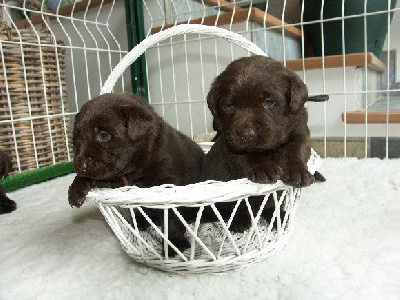CHIOT 3
