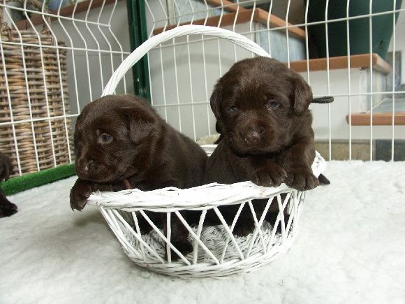 Chocolate Of The Dona Cottage - Chiots disponibles - Labrador Retriever